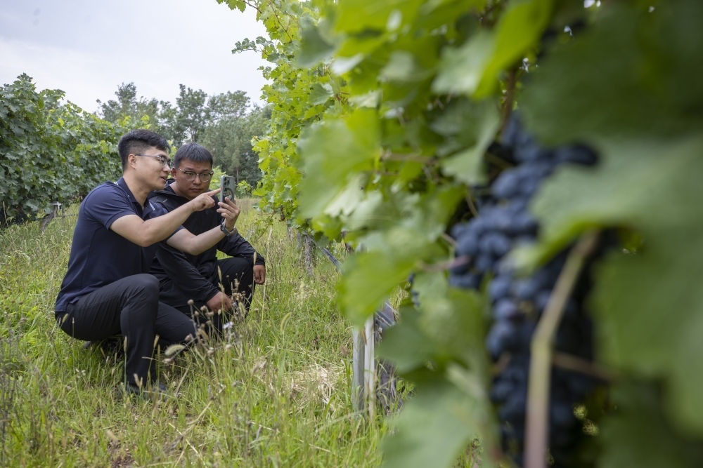 2024年8月15日，技術(shù)人員（左）和工作人員在寧夏銀川市西夏區(qū)的一個葡萄園工作。為推動黃河流域生態(tài)保護和高質(zhì)量發(fā)展先行區(qū)建設(shè)，銀川市積極打造高標準葡萄園，借助各種傳感器監(jiān)測釀酒葡萄的生長狀態(tài)，實現(xiàn)精準灌溉，從而高效節(jié)約黃河水。