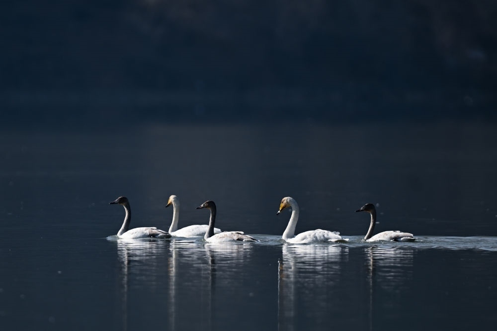 2023年11月30日，天鵝在青海省海東市化隆回族自治縣群科鎮(zhèn)境內(nèi)的黃河上游弋。近年來，青海省加大力度保護治理境內(nèi)黃河流域，改善當?shù)厣鷳B(tài)環(huán)境，為越冬候鳥提供良好棲息地。
