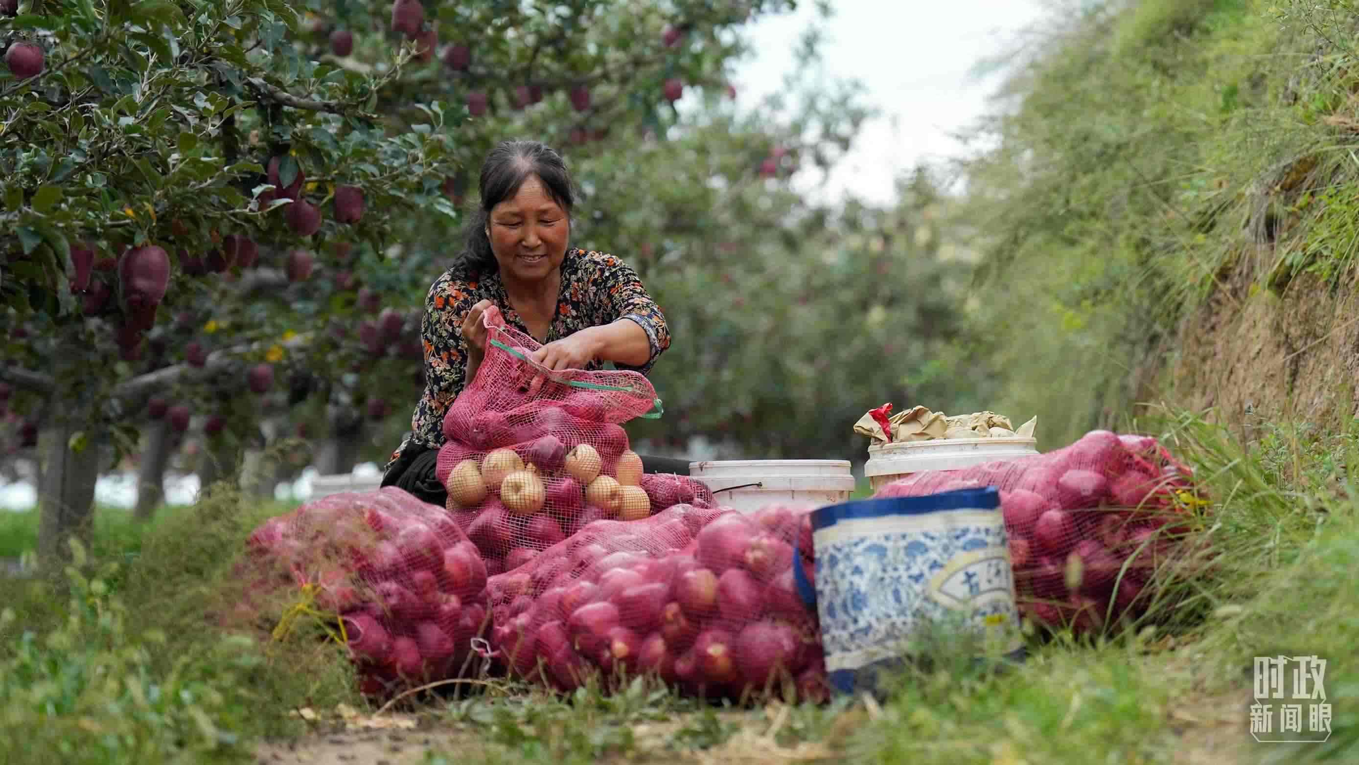 △南山花牛蘋果基地在2023年帶動9000多戶村民實現(xiàn)增收。（總臺國廣記者李晉拍攝）