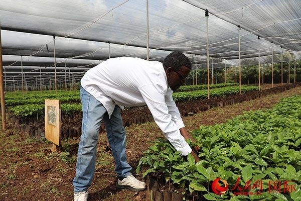 農(nóng)場協(xié)調(diào)員艾哈邁德·耶曼正在檢查咖啡幼苗。人民網(wǎng)記者 沈小曉攝