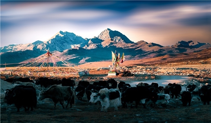 雅拉雪山上的牦牛群。蕭旺擺攝