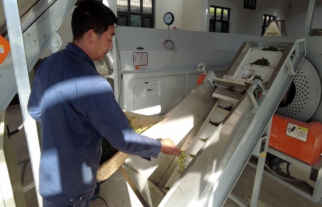  茶廠工人正在查看茶青質(zhì)量。 受訪者供圖