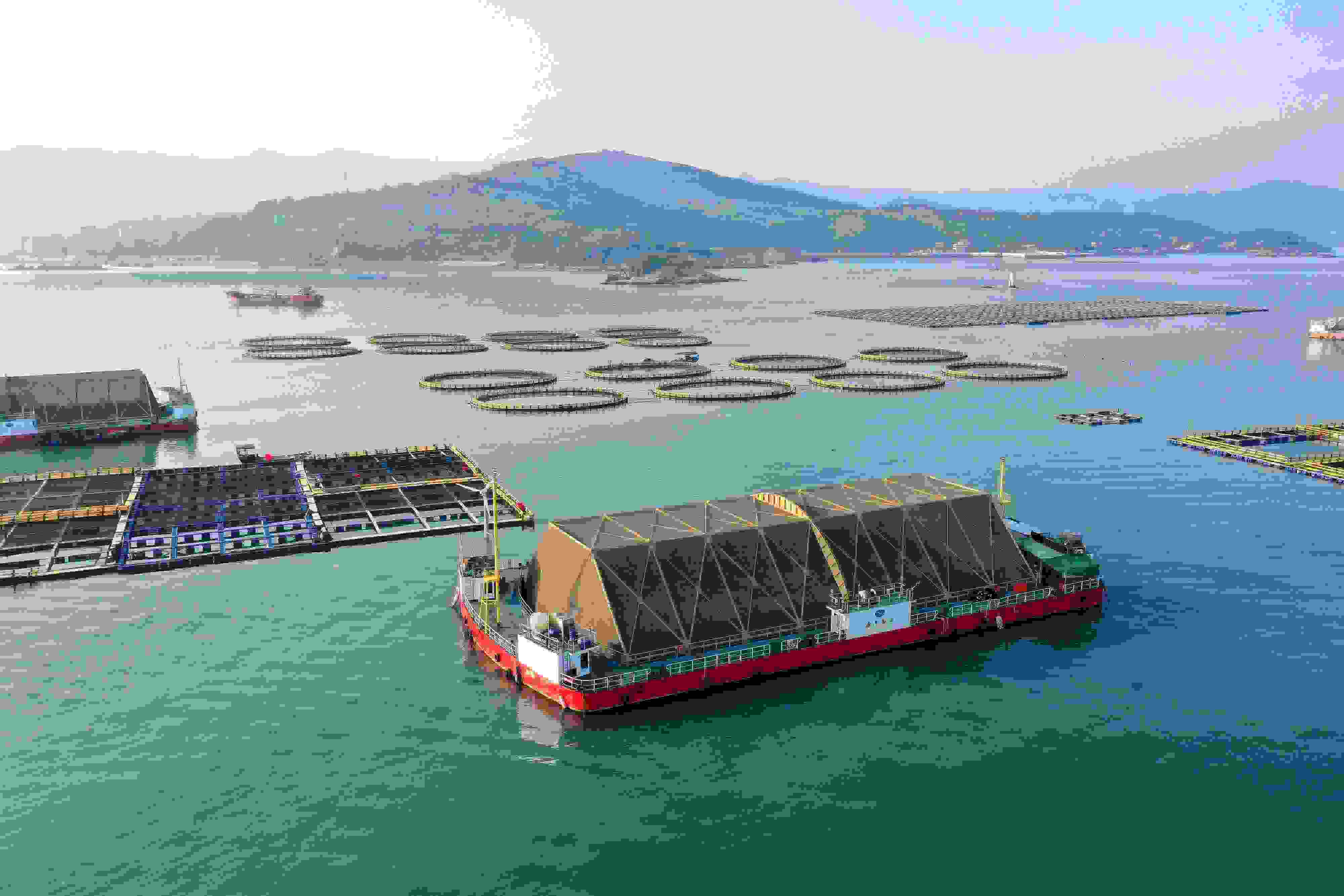 2024年9月10日拍攝的福建省福州市連江縣定海灣海域的現(xiàn)代化“海上糧倉(cāng)”。