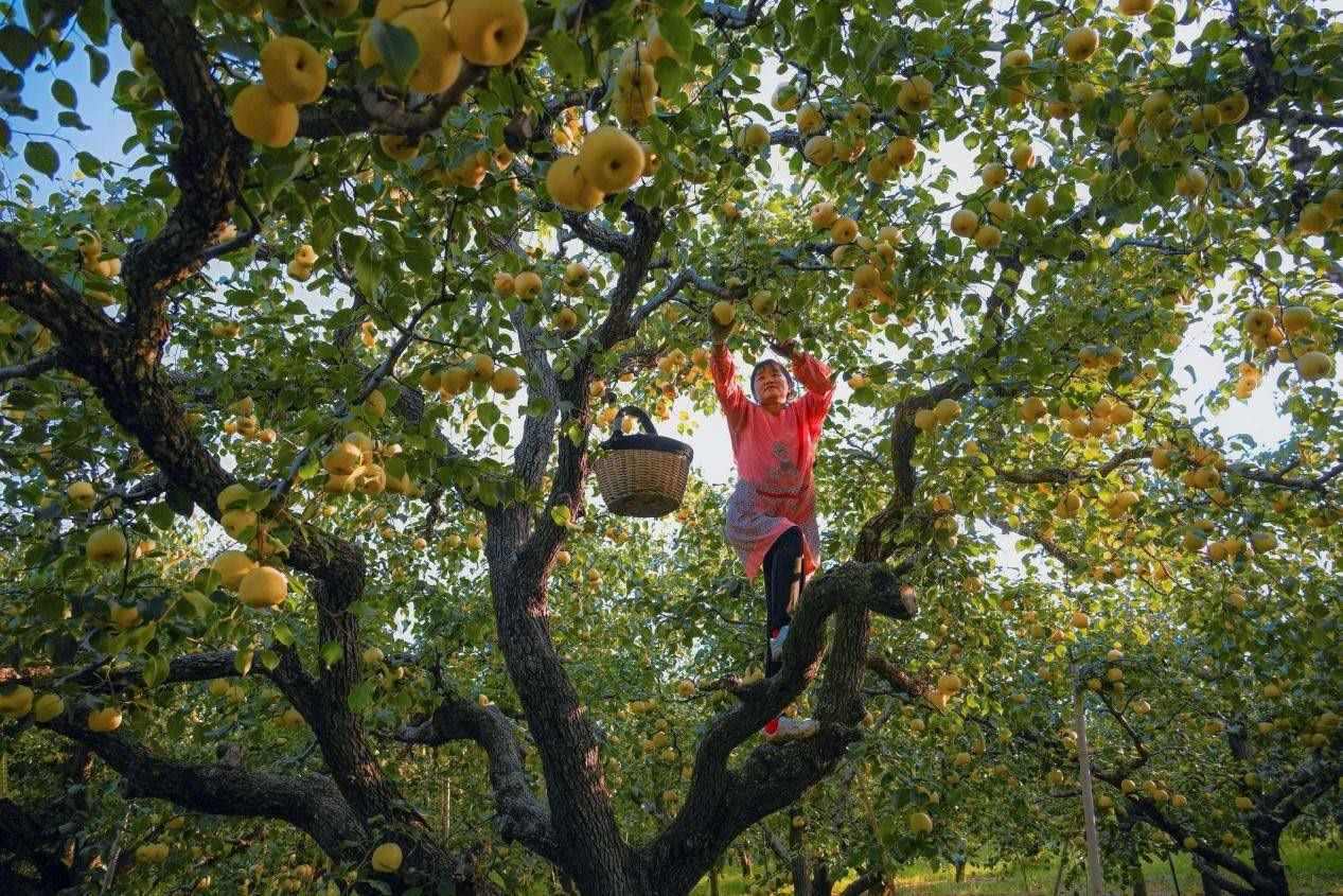 2024年10月4日，安徽省宿州市碭山縣程莊鎮(zhèn)衡樓村百年老梨園里，梨農(nóng)在忙著采摘酥梨。來源:人民圖片