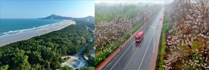 拼版照片：左圖為位于東山縣金鑾灣沿岸的木麻黃防護(hù)林帶（無人機(jī)照片，新華社記者 姜克紅 攝）；右圖為2021年4月20日在蘭考縣焦裕祿干部學(xué)院附近拍攝的泡桐花（無人機(jī)照片，新華社記者 郝源 攝）。