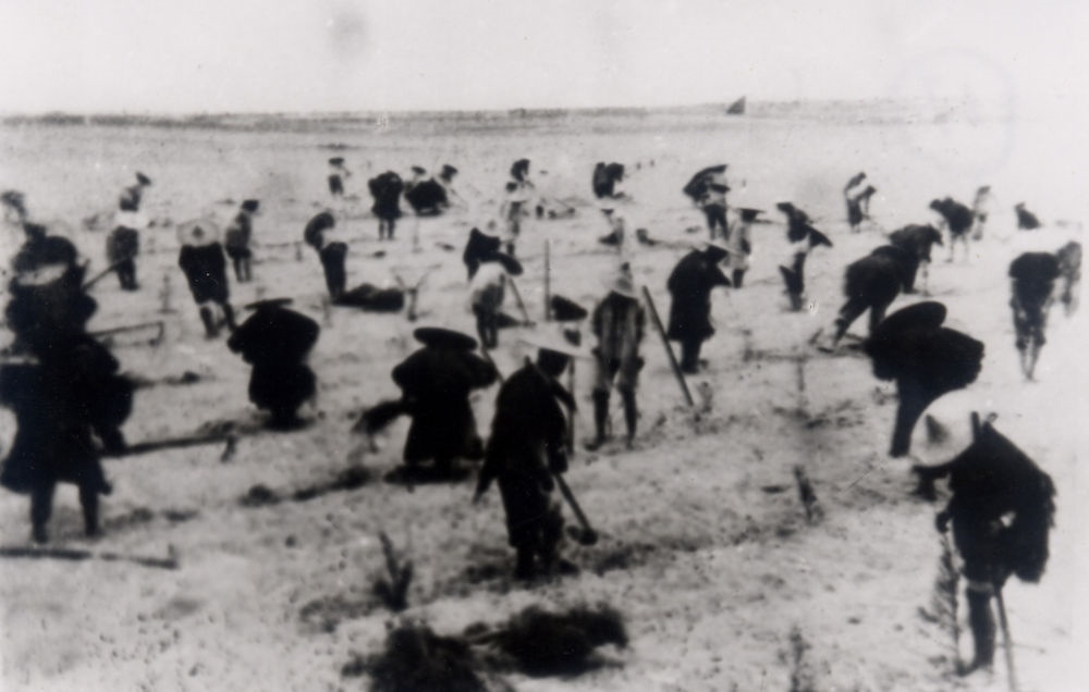 上世紀(jì)東山百姓在沙灘造林（資料照片）。