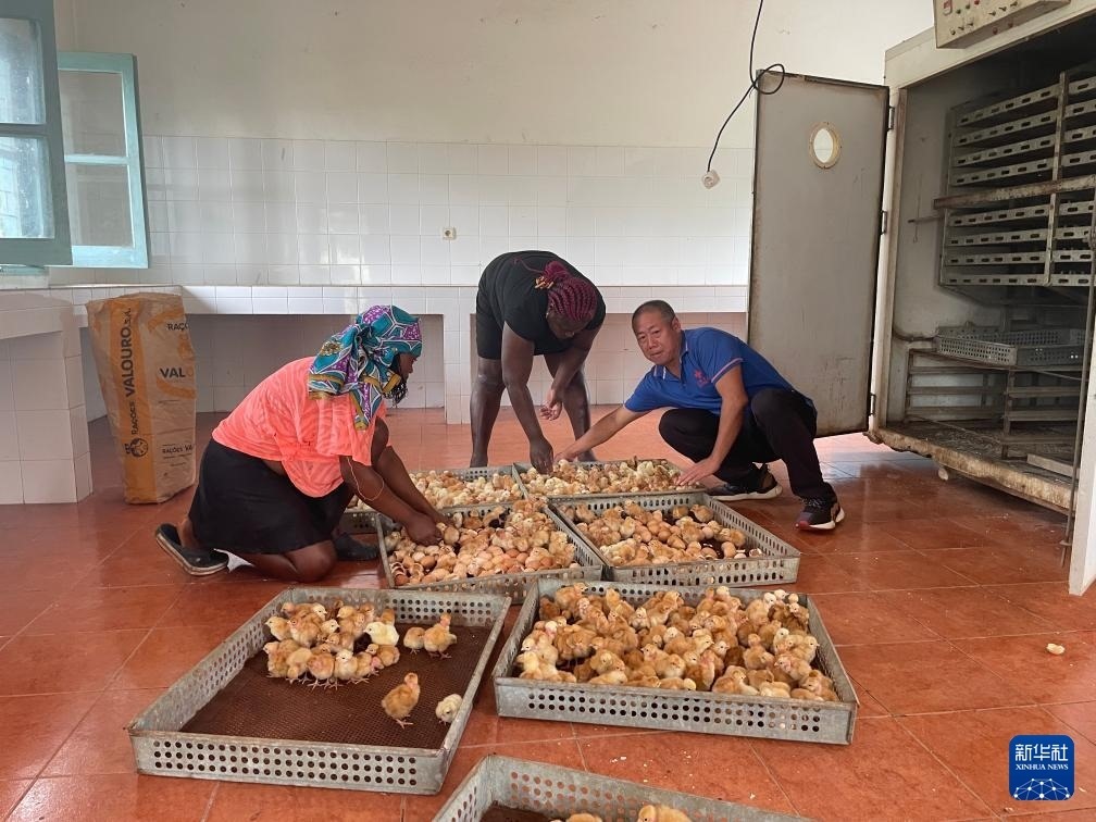 中國(guó)援圣普農(nóng)牧業(yè)技術(shù)項(xiàng)目組專家在圣多美和普林西比家禽繁育中心指導(dǎo)雛雞人工孵化技術(shù)（2024年10月8日攝）。新華社發(fā)（中國(guó)援圣普農(nóng)技組供圖）