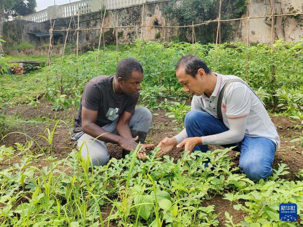 中國(guó)援圣普農(nóng)牧業(yè)技術(shù)項(xiàng)目組專家彭杰（右）在圣多美和普林西比的梅佐希大區(qū)指導(dǎo)蔬菜種植戶改善田間管理技術(shù)（2024年1月25日攝）。新華社發(fā)（中國(guó)援圣普農(nóng)技組供圖）