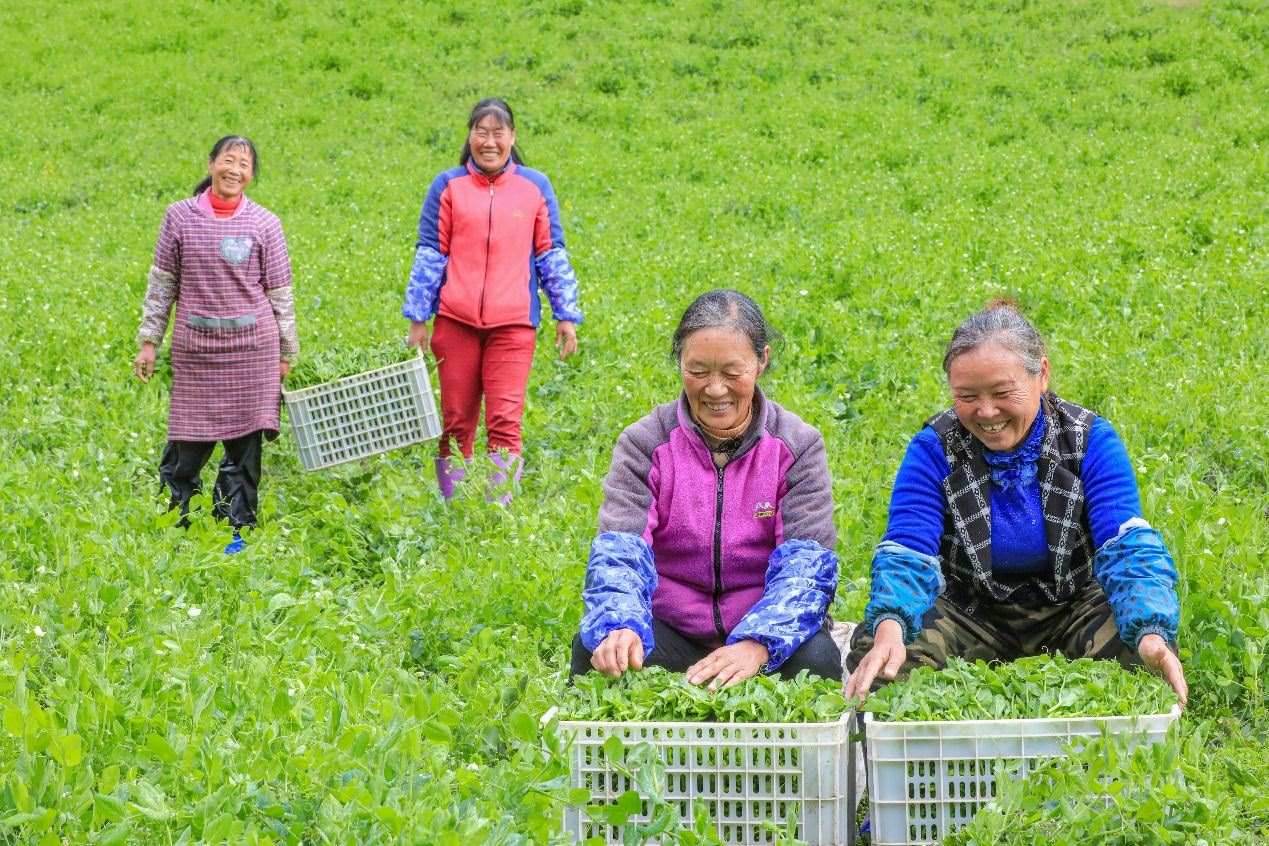 在四川省阿壩藏族羌族自治州馬爾康市馬爾康鎮(zhèn)納足村，當(dāng)季蔬菜喜獲豐收，群眾正在忙著采收、裝箱供應(yīng)市場。來源：人民圖片