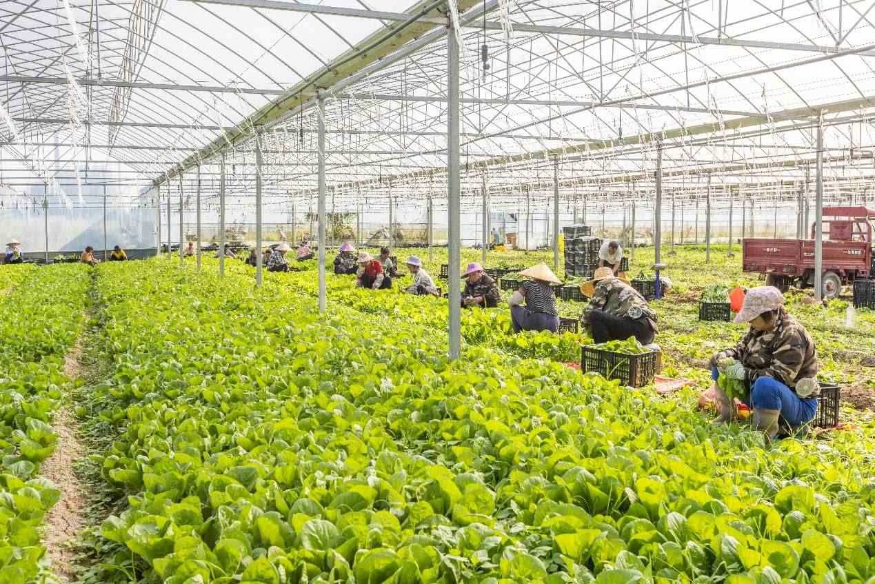 2024年10月8日，在廣西梧州市蒙山縣文圩鎮(zhèn)大明村一個大棚蔬菜基地內(nèi)，民工在采摘、包裝包心菜，準(zhǔn)備運(yùn)銷外地。來源：人民圖片