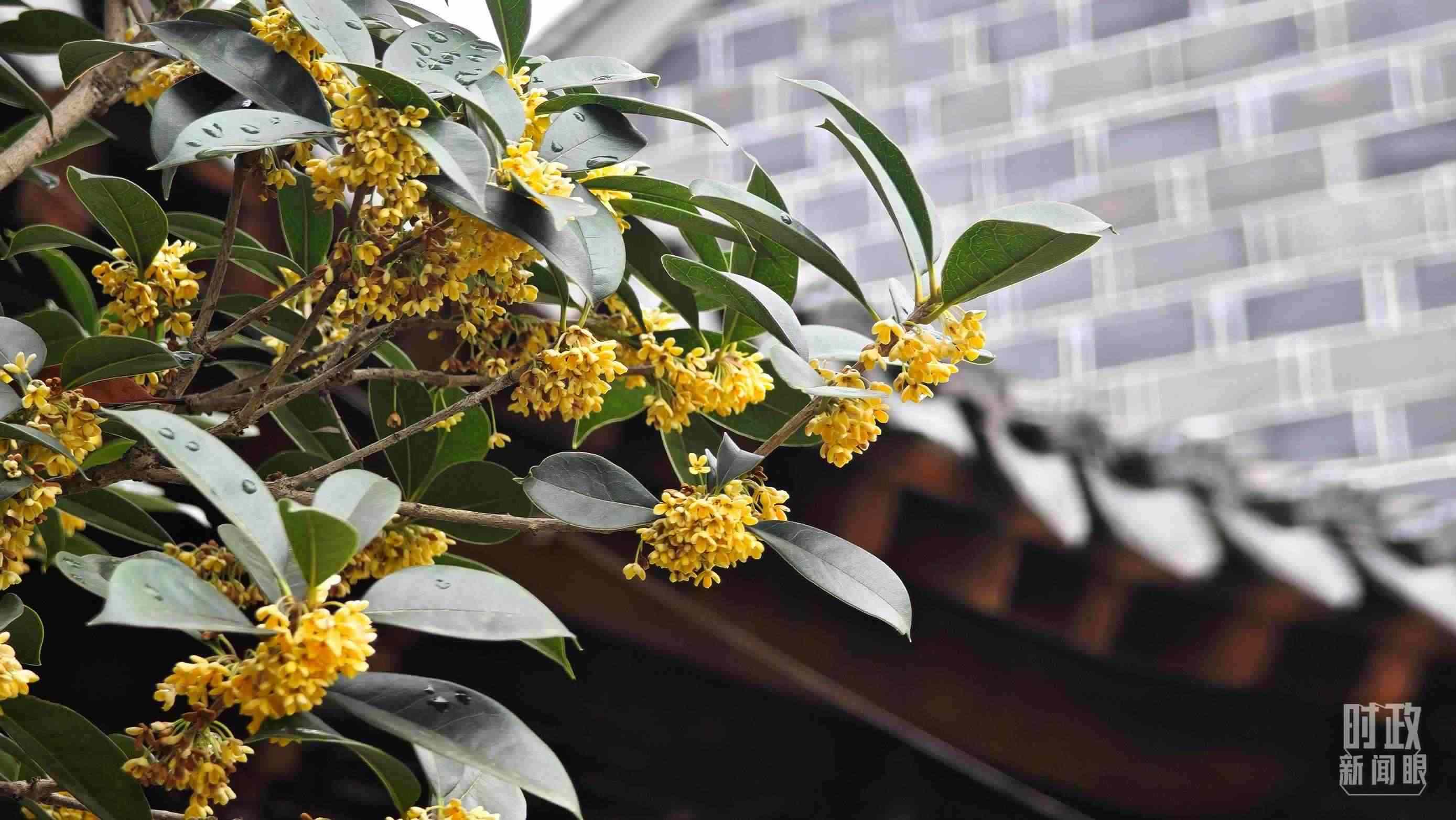 △六尺巷。（總臺(tái)央視記者趙化、彭漢明拍攝）