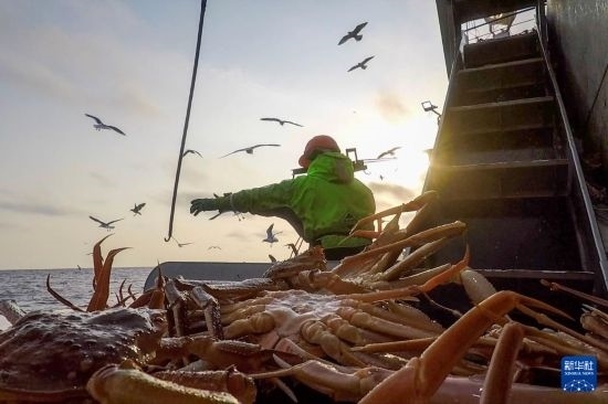 這是俄羅斯蟹業(yè)集團工作人員進行遠洋捕撈的資料照片。新華社發(fā)（俄羅斯蟹業(yè)集團供圖）