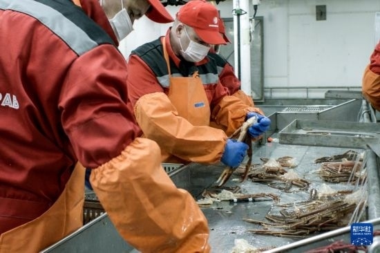 俄羅斯蟹業(yè)集團的工作人員在生產(chǎn)線上加工產(chǎn)品（資料照片）。新華社發(fā)（俄羅斯蟹業(yè)集團供圖）