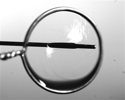 液膜被銅針穿透時仍能保持不破裂。 受訪者供圖