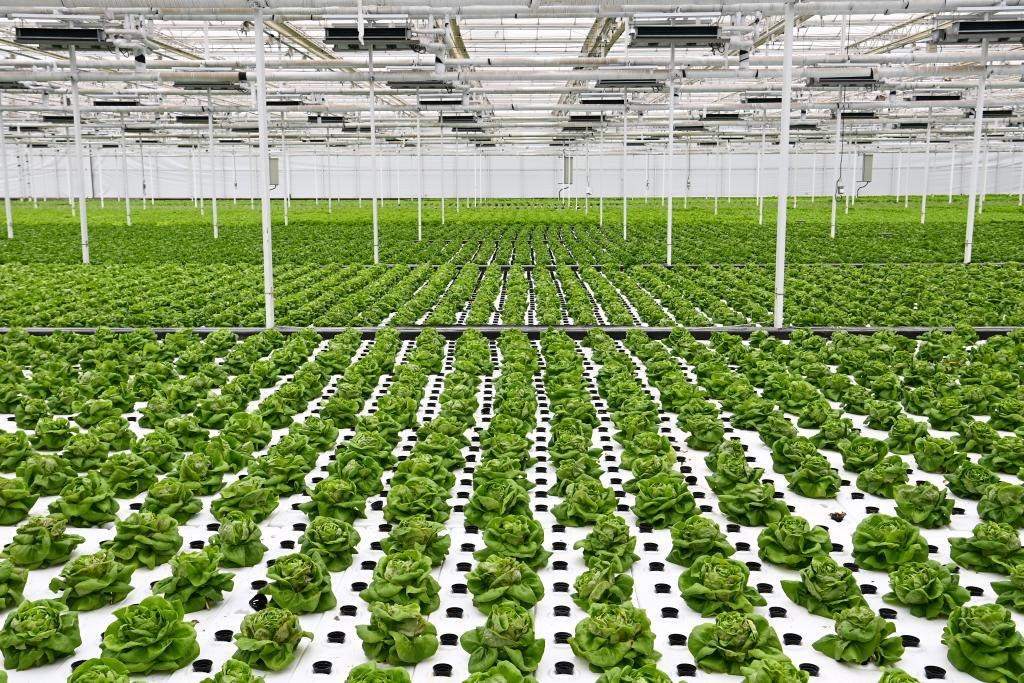 10月26日，楊凌智慧農(nóng)業(yè)示范園智慧溫室內(nèi)通過無土栽培技術種植的蔬菜。新華社記者 鄒競一 攝