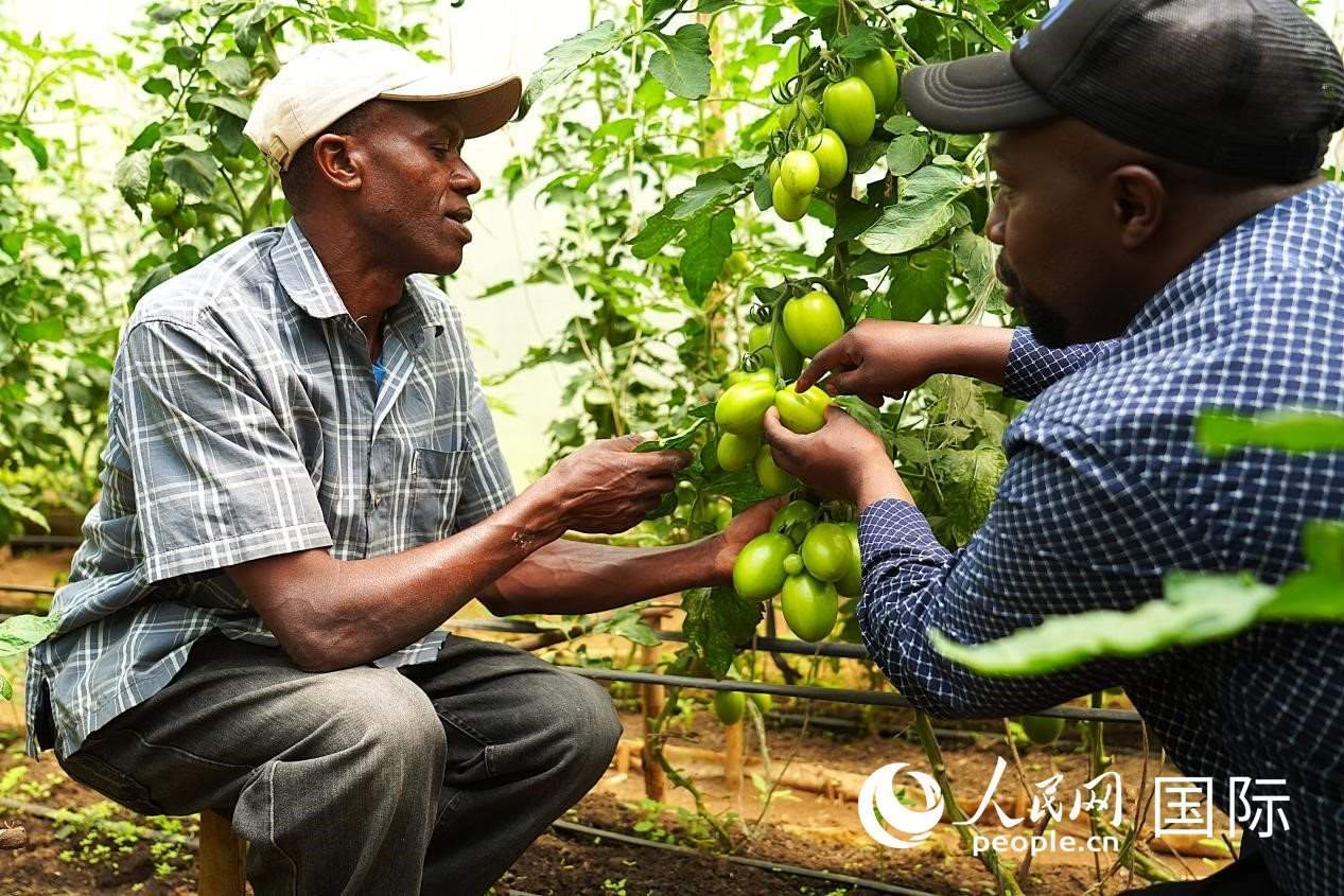 肯尼亞納庫(kù)魯郡，埃格頓大學(xué)園藝學(xué)專家史蒂芬·吉藤古在溫室大棚里指導(dǎo)當(dāng)?shù)剞r(nóng)民喬納·卡蘭賈種植番茄。人民網(wǎng)記者 黃煒鑫攝