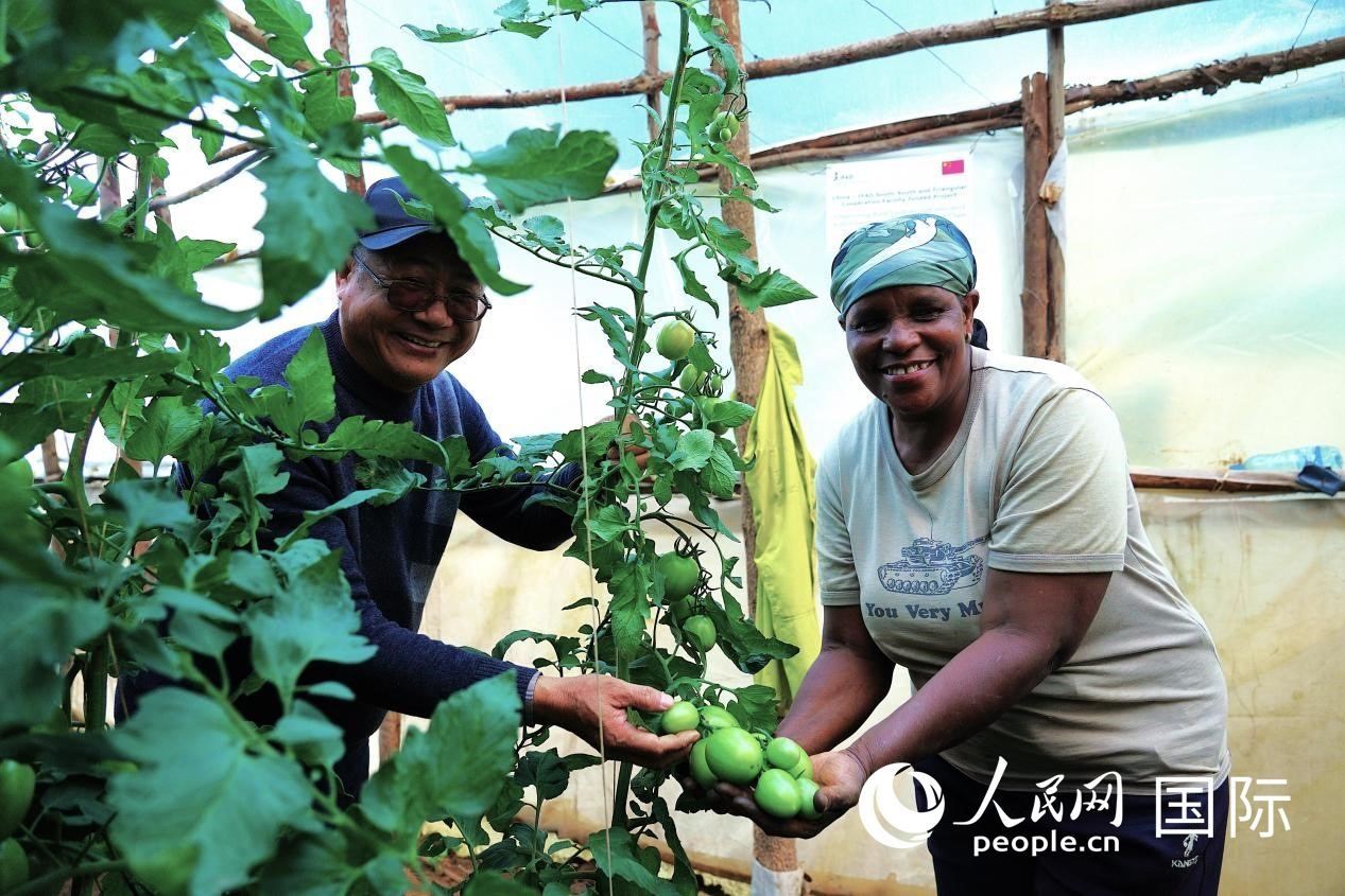 肯尼亞納庫(kù)魯郡，南京農(nóng)業(yè)大學(xué)援非專家劉高瓊和當(dāng)?shù)剞r(nóng)民瑪麗·姆旺吉在溫室大棚里查看番茄種植情況。人民網(wǎng)記者 黃煒鑫攝