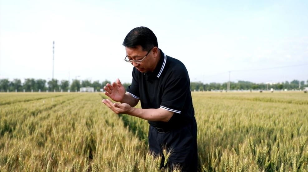 張福鎖在曲周查看小麥長勢。受訪者供圖