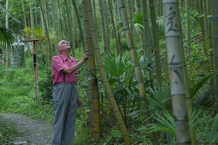 奈斯在莫干山的竹林里散步。