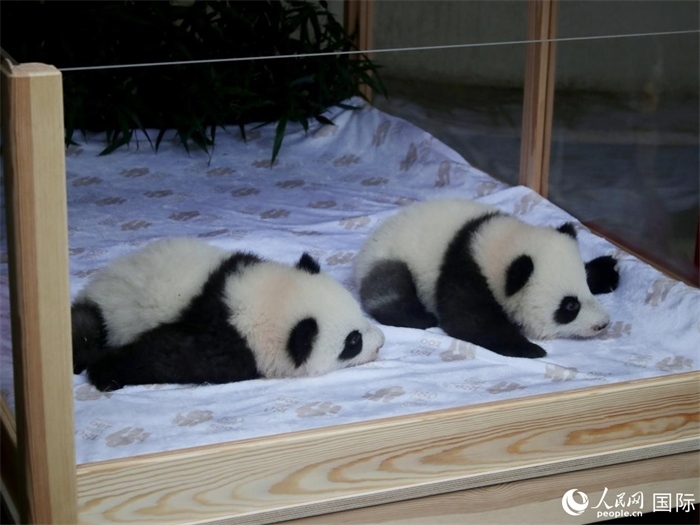 柏林動物園的明星“夢好”與“夢甜”。人民網 肖晶攝