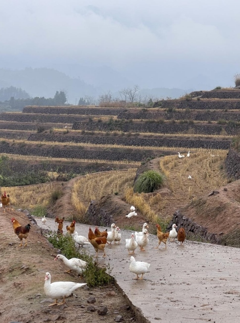 樨鄉(xiāng)記生態(tài)農(nóng)莊一隅。劉軍國(guó)攝
