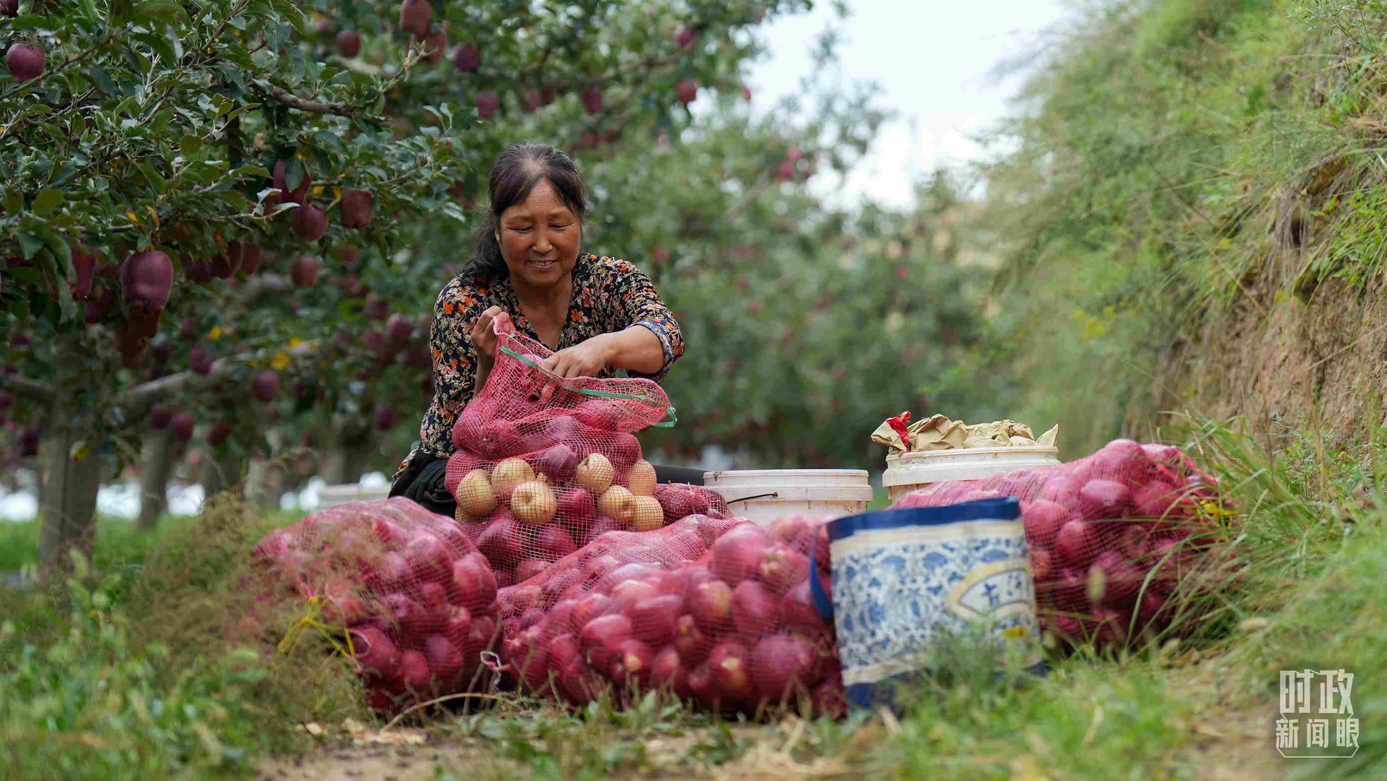 △甘肅天水的花牛蘋果已經(jīng)成為當(dāng)?shù)厝罕姷摹吧鷳B(tài)果”“致富果”。（總臺記者李晉拍攝）