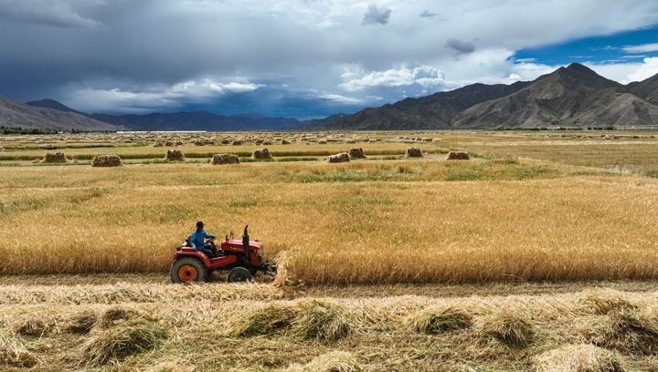2024年9月10日在西藏日喀則市白朗縣巴扎鄉(xiāng)拍攝的秋收場景（無人機照片）。新華社記者 晉美多吉 攝