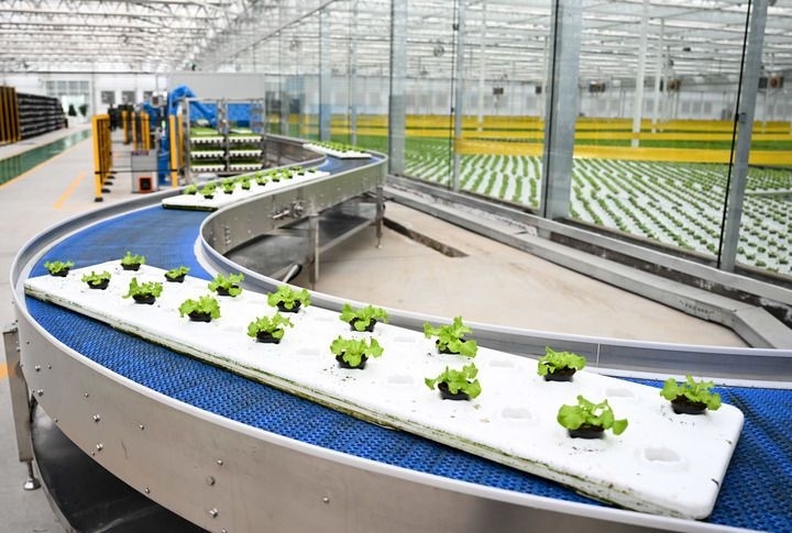 2024年12月12日在內(nèi)蒙古鄂爾多斯市達拉特旗內(nèi)蒙古現(xiàn)代數(shù)字農(nóng)業(yè)科技產(chǎn)業(yè)園拍攝的生菜苗。 新華社記者 貝赫 攝