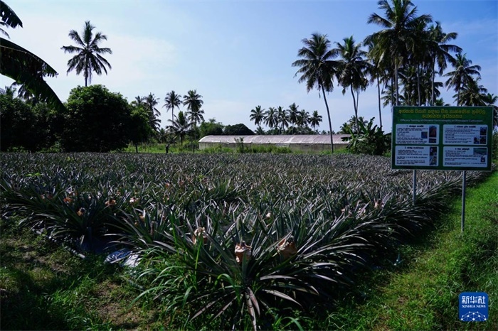 這是12月23日在斯里蘭卡馬坎杜拉拍攝的中國技術(shù)試驗田菠蘿田。新華社記者 陳冬書 攝