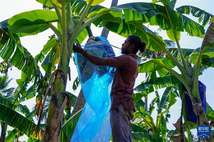 12月23日，在斯里蘭卡馬坎杜拉，農(nóng)民在香蕉試驗田里學(xué)習(xí)套袋技術(shù)。新華社記者 陳冬書 攝