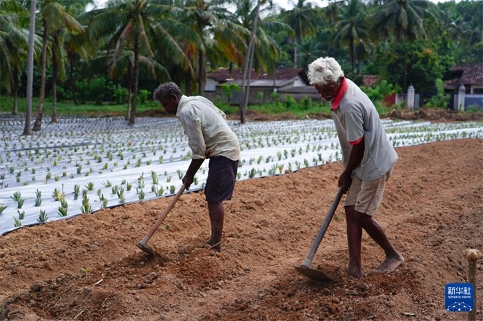 12月23日，斯里蘭卡馬坎杜拉的農(nóng)民在菠蘿田地里勞作。新華社記者 陳冬書 攝