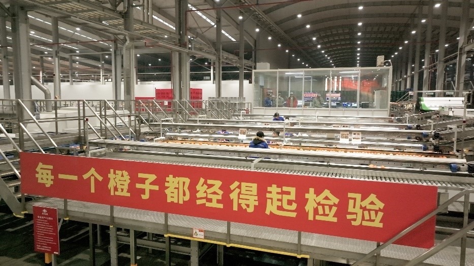 工人在智能生產(chǎn)線上對臍橙精深加工。人民網(wǎng)記者 張力洋攝