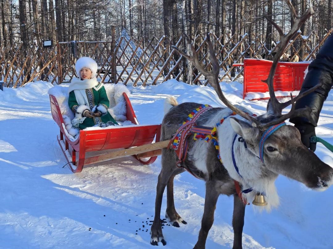 游客體驗馴鹿拉雪橇。人民網(wǎng)記者 苗陽攝