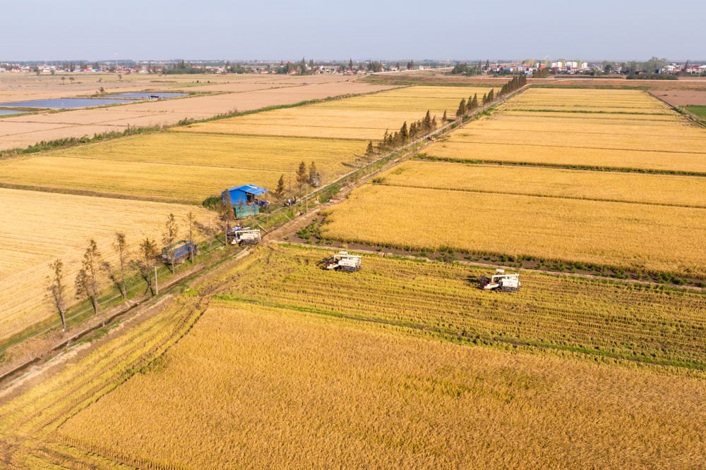 2024年11月1日，在湖南華容縣團(tuán)洲垸，村民駕駛收割機(jī)收獲水稻（無人機(jī)照片）。新華社記者陳思汗 攝