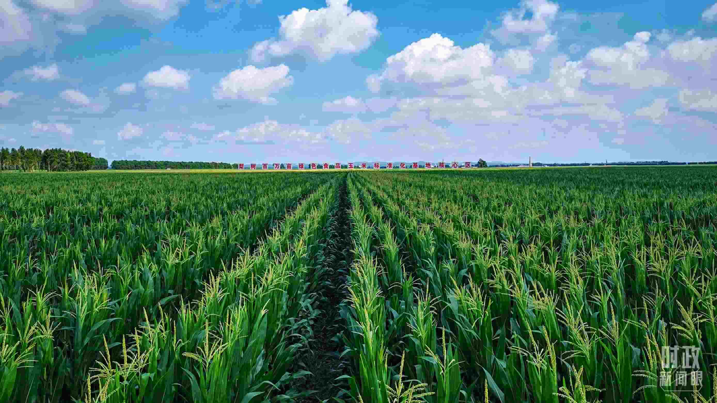 △吉林四平，梨樹縣地處黃金玉米帶。（總臺央視記者張曉鵬拍攝）