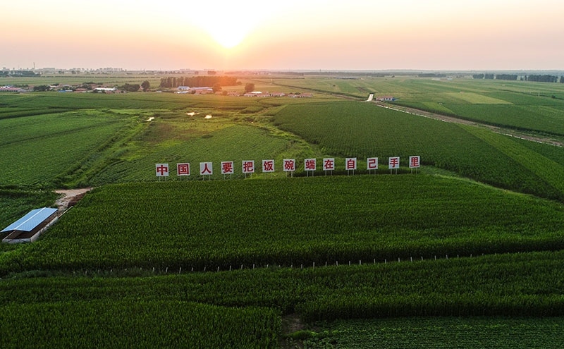 2020年7月23日拍攝的吉林省梨樹縣國家百萬畝綠色食品原料（玉米）標準化生產基地核心示范區(qū)（無人機照片）。新華社記者 許暢 攝