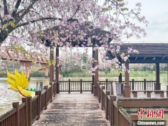 3月7日，廣州海珠國家濕地公園宮粉紫荊花海吸引游人。中新社記者 許青青 攝