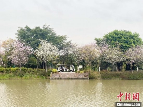 3月7日，廣州海珠國家濕地公園宮粉紫荊花海吸引游人。中新社記者 許青青 攝