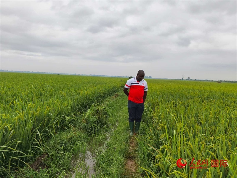當?shù)剞r(nóng)民正在查看水稻的長勢。人民網(wǎng)記者 黃培昭攝