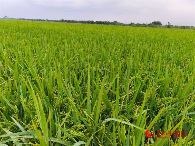 長勢喜人的水稻。人民網(wǎng)記者 黃培昭攝