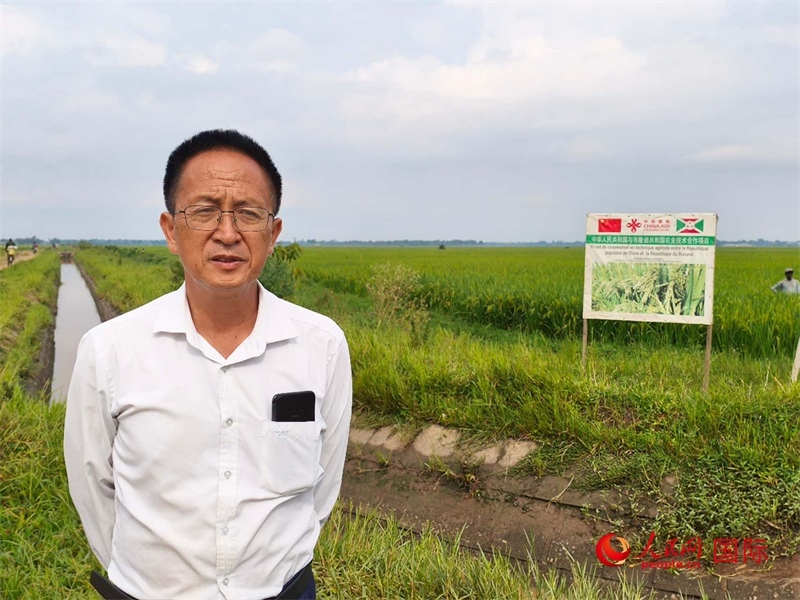 專家組組長楊華德在水稻田間地頭。 人民網(wǎng)記者 黃培昭攝