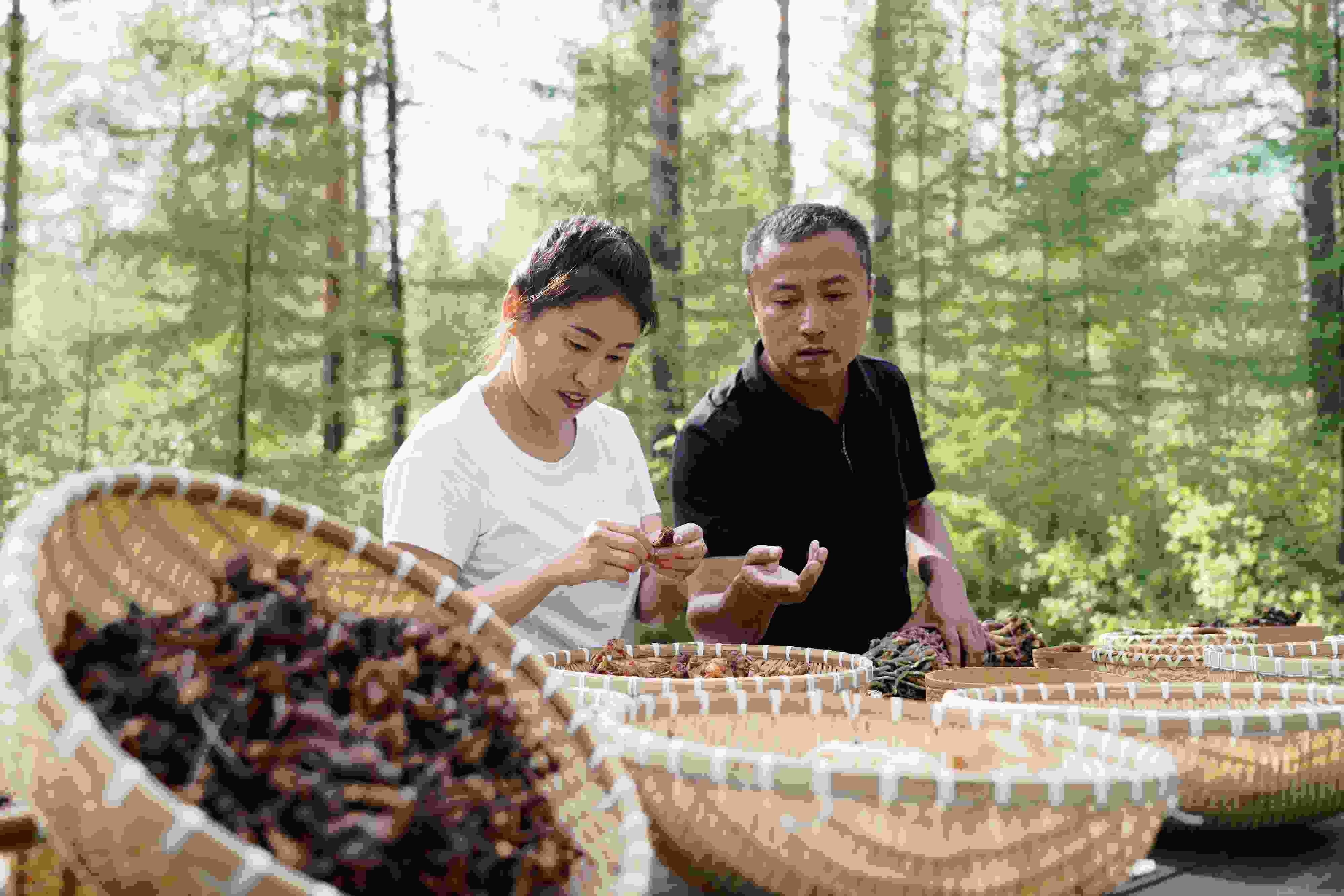 2024年8月6日，黑龍江漠河林場(chǎng)員工正在分揀采集來(lái)的林下產(chǎn)品。