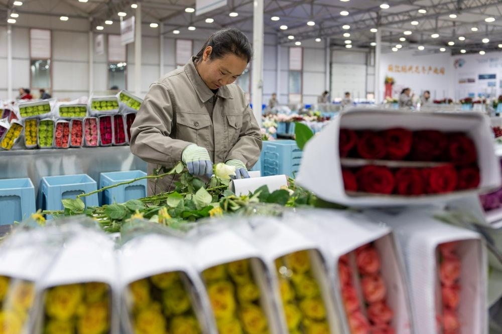 △近日，工作人員在云南麗江現代花卉產業(yè)園包裝鮮花。