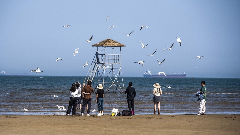 2024年5月12日，河北秦皇島，北戴河鴿子窩公園成群海鷗在天空中自由翱翔，與大海、藍天構(gòu)成了一幅美麗的畫卷。