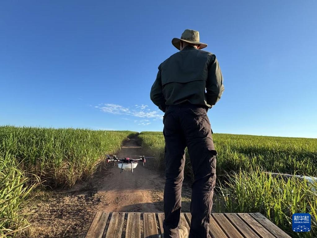 3月25日，在南非夸祖魯-納塔爾省的方廷希爾莊園，飛手操縱無人機(jī)為甘蔗林噴灑藥劑。新華社記者 白舸 攝