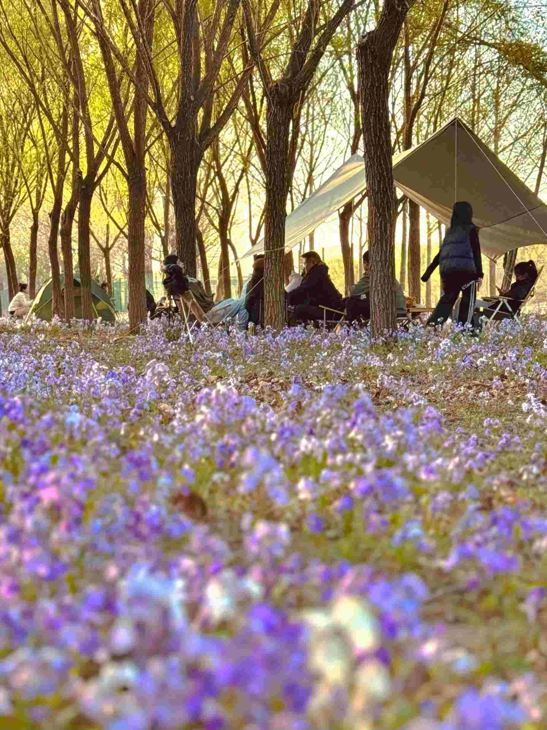 清明假期期間，范女士一家在北京溫榆河邊露營。受訪者供圖