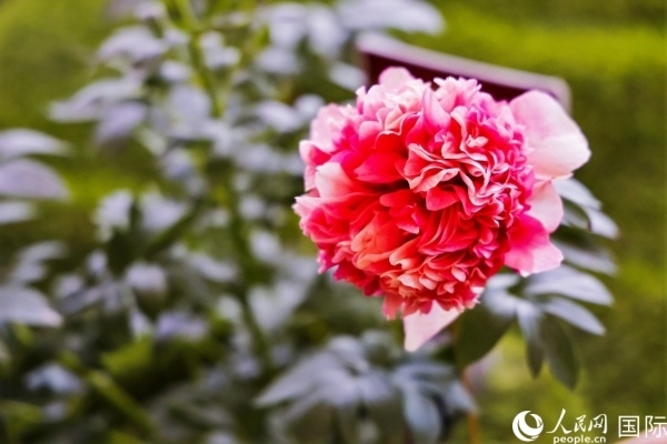 洛陽國家牡丹園牡丹盛開。 人民網記者 魯揚攝