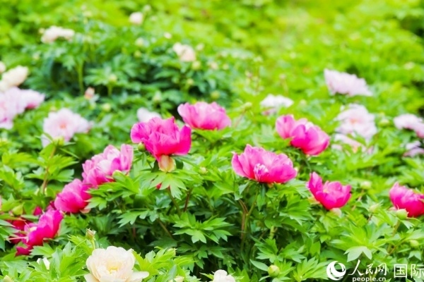 洛陽國家牡丹園牡丹盛開。 人民網記者 魯揚攝