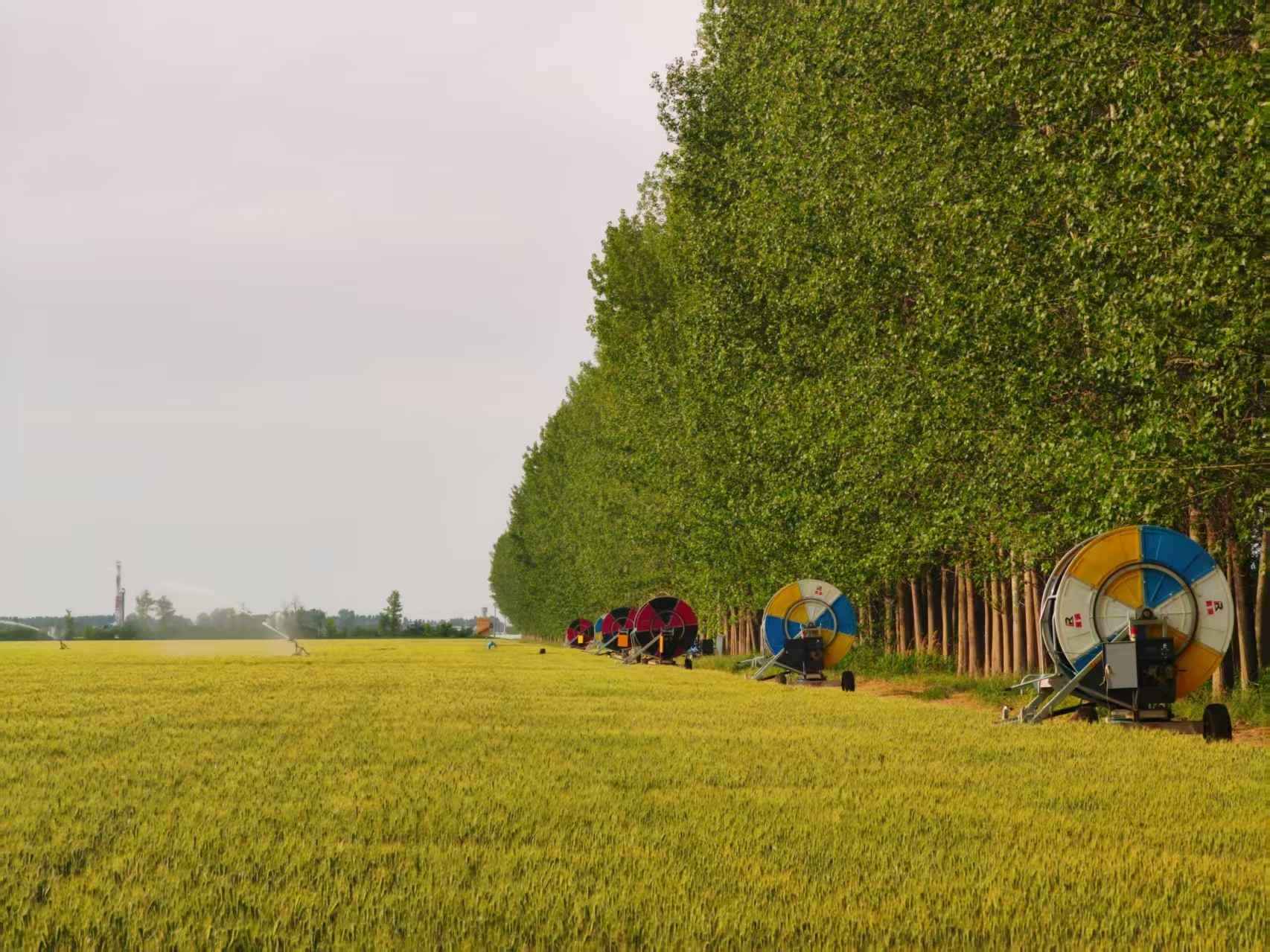 陜西華陰市華西鎮(zhèn)農(nóng)墾農(nóng)場(chǎng)正在作業(yè)的卷盤式噴灌機(jī)。受訪者供圖