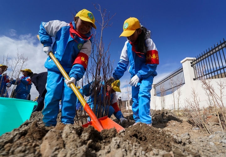 2025年4月25日，西藏那曲市小學(xué)生在植樹。新華社記者 晉美多吉 攝